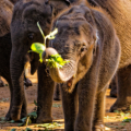 Udawalawe - Elephant Transit Home